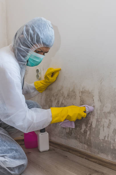 Best Dehumidification Services  in Richmond, MN
