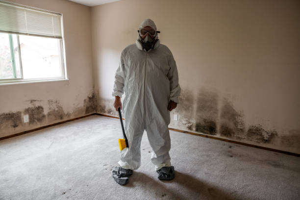 Best Basement Mold Removal  in Richmond, MN